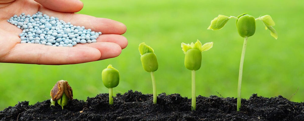 خرید بذر با کیفیت