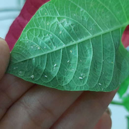 راه های مبارزه با آفت مگس سفید