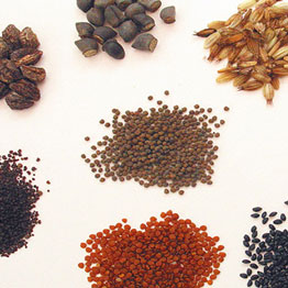 یک بذر با کیفیت دارای چه ویژگی هایی است؟