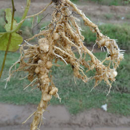 نماتد کش چیست ؟